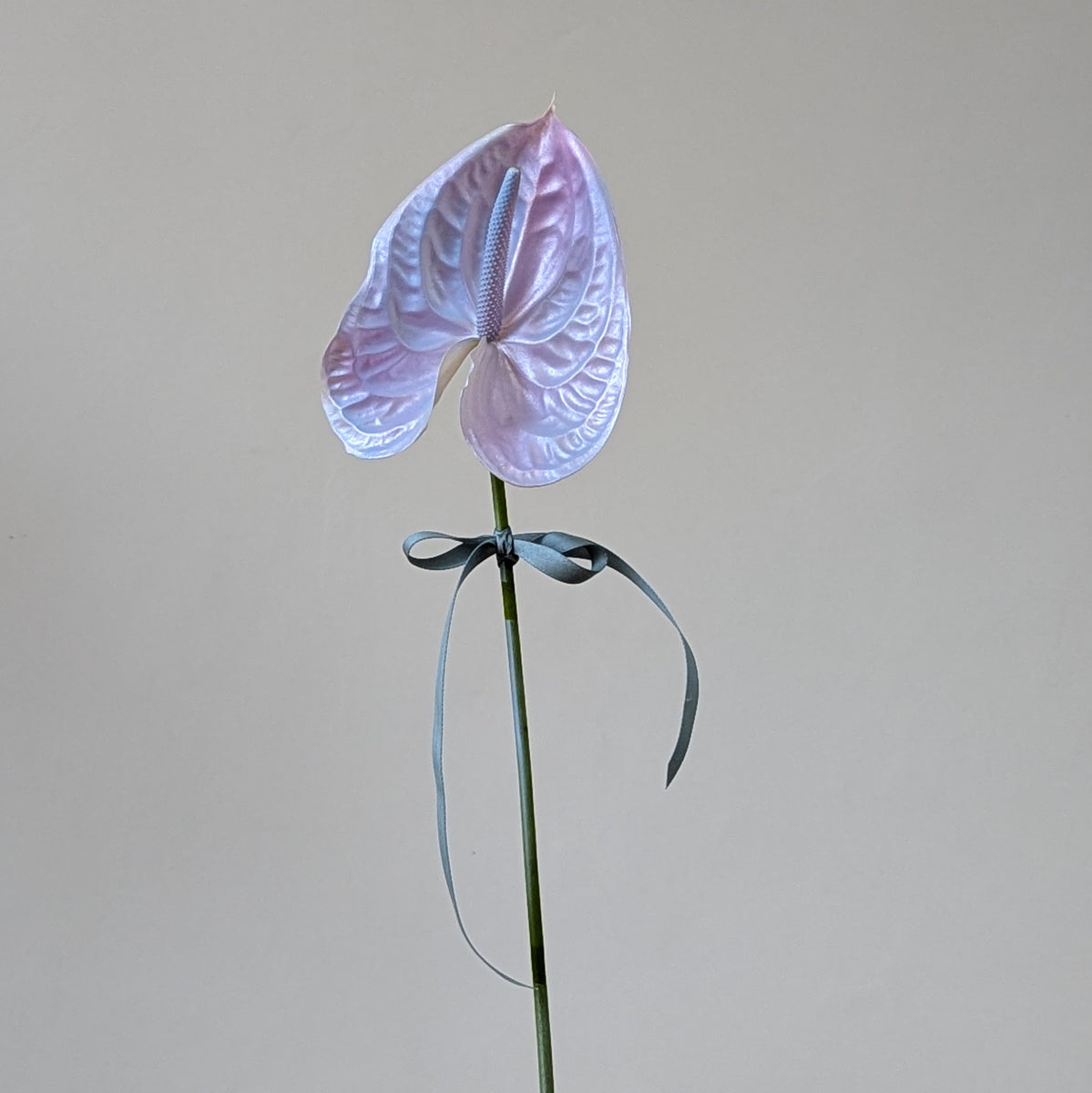 unicorn anthurium Unicorn Anthurium Gift