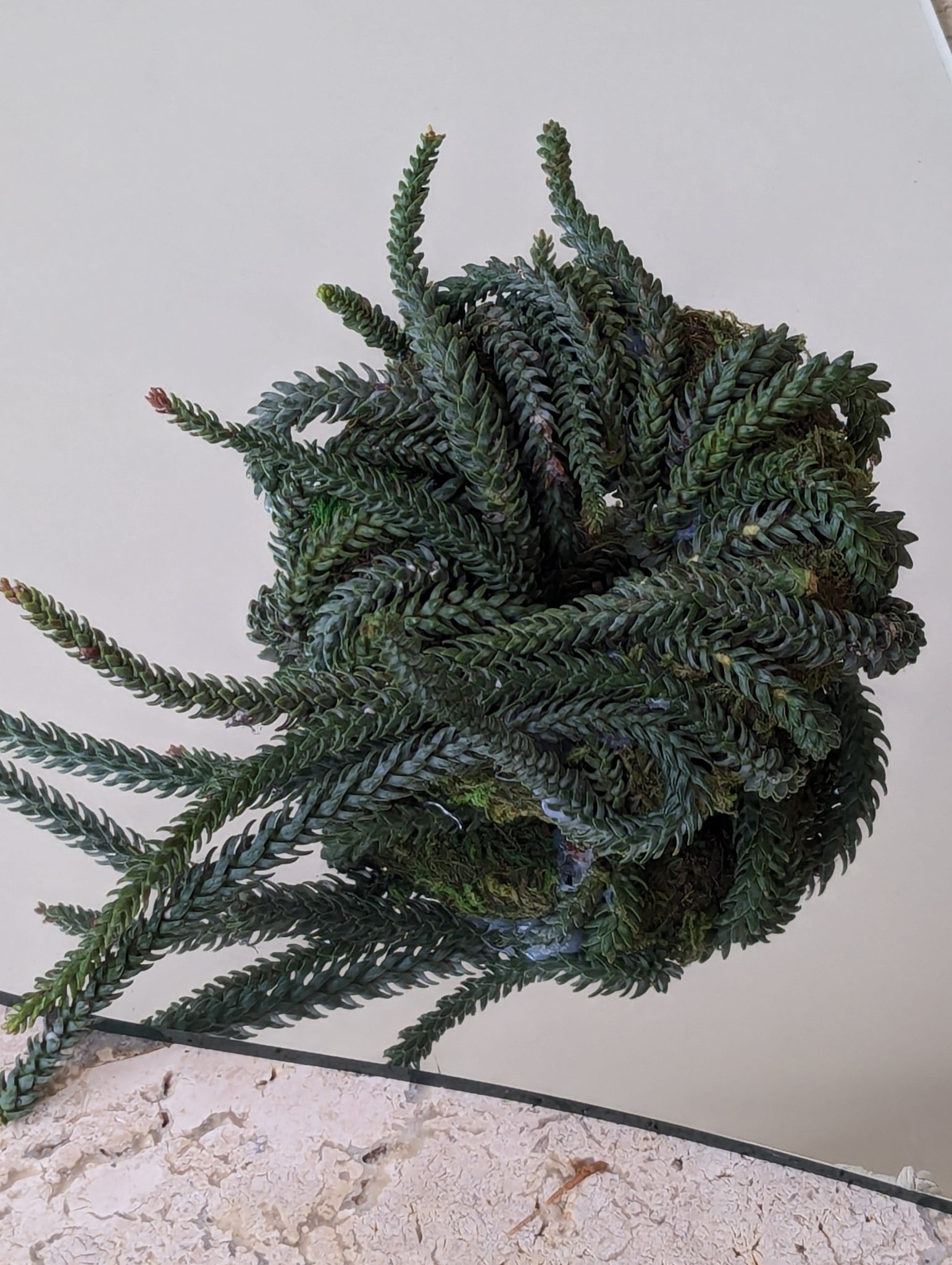 Mini wreaths forest