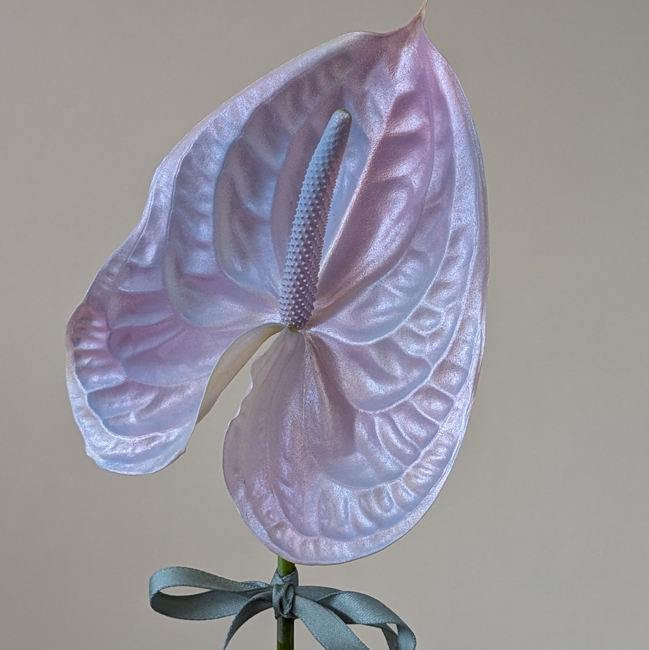 holographic anthurium Unicorn Anthurium Gift – Yoko Negi, Flower Studio