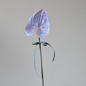anthurium jpop Unicorn Anthurium Gift